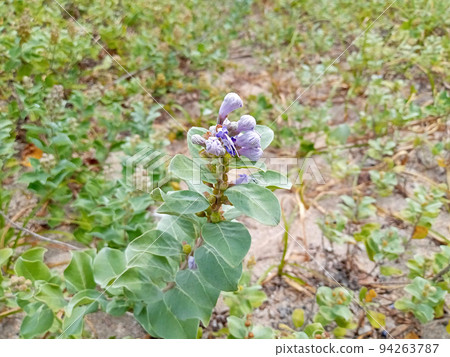 Hamabou buds are swollen Hamabou buds are swollen 94263787