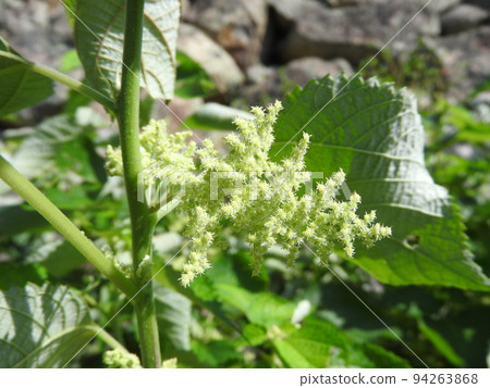 Ramie flowers blooming in early autumn Ramie flowers blooming in early autumn 94263868