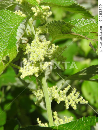 Ramie flowers blooming in early autumn Ramie flowers blooming in early autumn 94263869