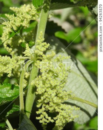 Ramie flowers blooming in early autumn Ramie flowers blooming in early autumn 94263870
