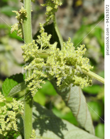 Ramie flowers blooming in early autumn Ramie flowers blooming in early autumn 94263872