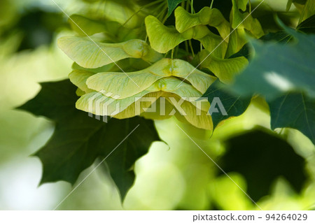 Maple tree seeds hang on the branches in summer, green seeds and leaves closeup. 94264029