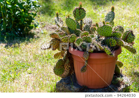 Succulents growing in pot. Desert garden with succulents. Closeup of cacti growing outdoors. Indigenous South African plants, modern gardening, cactus close up 94264030