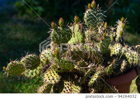 Succulents growing on rocks. Desert garden with succulents. Closeup of cacti growing between rocks on a mountain. Indigenous South African plants in nature. Modern gardening, cactus close up 94264032