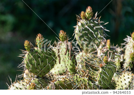 Succulents growing on rocks. Desert garden with succulents. Closeup of cacti growing between rocks on a mountain. Indigenous South African plants in nature. Modern gardening, cactus close up 94264033