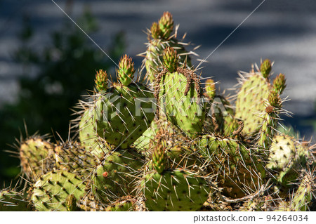 Succulents growing on rocks. Desert garden with succulents. Closeup of cacti growing between rocks on a mountain. Indigenous South African plants in nature. Modern gardening, cactus close up 94264034