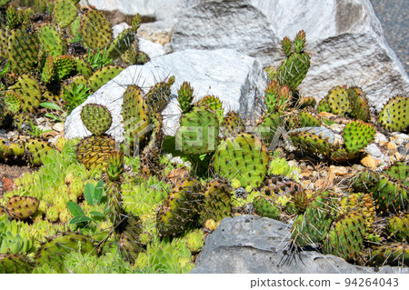 Succulents growing on rocks. Desert garden with succulents. Closeup of cacti growing between rocks on a mountain. Indigenous South African plants in nature. Modern gardening, cactus close up Succulents growing on rocks. Desert garden with succulents. Closeup of cacti growing between rocks on a mountain. Indigenous South African plants in nature. Modern gardening, cactus close up 94264043
