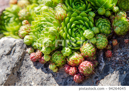 Succulents growing on rocks. Desert garden with succulents. Closeup of cacti growing between rocks on a mountain. Indigenous South African plants in nature. Modern gardening, cactus close up Succulents growing on rocks. Desert garden with succulents. Closeup of cacti growing between rocks on a mountain. Indigenous South African plants in nature. Modern gardening, cactus close up 94264045