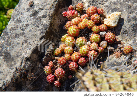 Succulents growing on rocks. Desert garden with succulents. Closeup of cacti growing between rocks on a mountain. Indigenous South African plants in nature. Modern gardening, cactus close up Succulents growing on rocks. Desert garden with succulents. Closeup of cacti growing between rocks on a mountain. Indigenous South African plants in nature. Modern gardening, cactus close up 94264046
