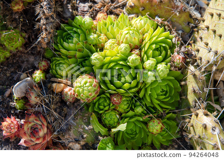 Succulents growing on rocks. Desert garden with succulents. Closeup of cacti growing between rocks on a mountain. Indigenous South African plants in nature. Modern gardening, cactus close up Succulents growing on rocks. Desert garden with succulents. Closeup of cacti growing between rocks on a mountain. Indigenous South African plants in nature. Modern gardening, cactus close up 94264048