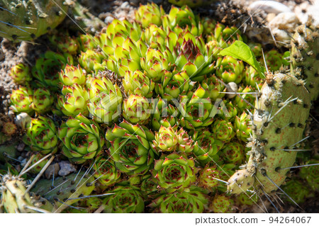 Succulents growing on rocks. Desert garden with succulents. Closeup of cacti growing between rocks on a mountain. Indigenous South African plants in nature. Modern gardening, cactus close up Succulents growing on rocks. Desert garden with succulents. Closeup of cacti growing between rocks on a mountain. Indigenous South African plants in nature. Modern gardening, cactus close up 94264067