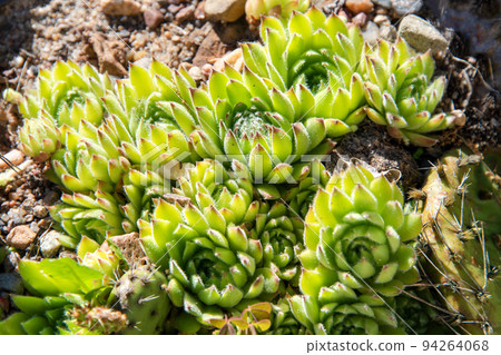 Succulents growing on rocks. Desert garden with succulents. Closeup of cacti growing between rocks on a mountain. Indigenous South African plants in nature. Modern gardening, cactus close up Succulents growing on rocks. Desert garden with succulents. Closeup of cacti growing between rocks on a mountain. Indigenous South African plants in nature. Modern gardening, cactus close up 94264068