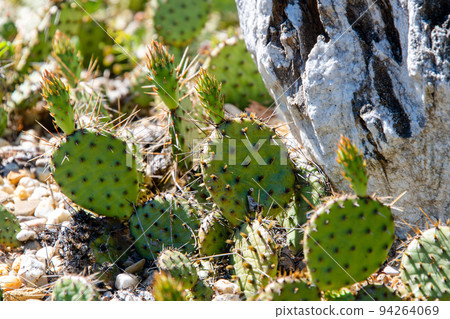Succulents growing on rocks. Desert garden with succulents. Closeup of cacti growing between rocks on a mountain. Indigenous South African plants in nature. Modern gardening, cactus close up Succulents growing on rocks. Desert garden with succulents. Closeup of cacti growing between rocks on a mountain. Indigenous South African plants in nature. Modern gardening, cactus close up 94264069