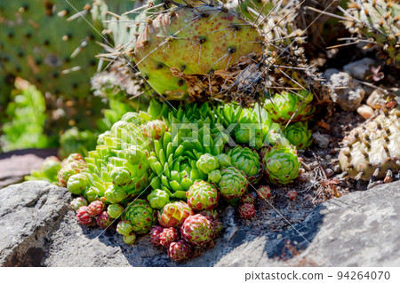 Succulents growing on rocks. Desert garden with succulents. Closeup of cacti growing between rocks on a mountain. Indigenous South African plants in nature. Modern gardening, cactus close up Succulents growing on rocks. Desert garden with succulents. Closeup of cacti growing between rocks on a mountain. Indigenous South African plants in nature. Modern gardening, cactus close up 94264070