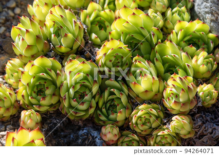 Succulents growing on rocks. Desert garden with succulents. Closeup of cacti growing between rocks on a mountain. Indigenous South African plants in nature. Modern gardening, cactus close up Succulents growing on rocks. Desert garden with succulents. Closeup of cacti growing between rocks on a mountain. Indigenous South African plants in nature. Modern gardening, cactus close up 94264071