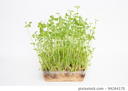 Soybean Soybean 94264170
