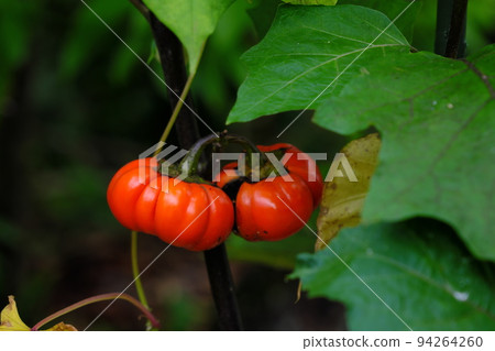 南瓜樹果實 94264260