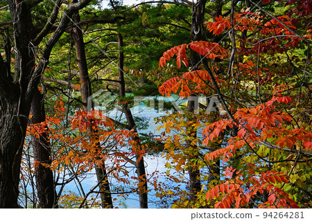 福島縣五色沼湖紅葉 福島縣五色沼湖紅葉 94264281