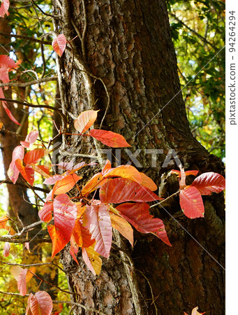 Goshikinuma Lake, Fukushima Prefecture, Autumn Leaves Goshikinuma Lake, Fukushima Prefecture, Autumn Leaves 94264294
