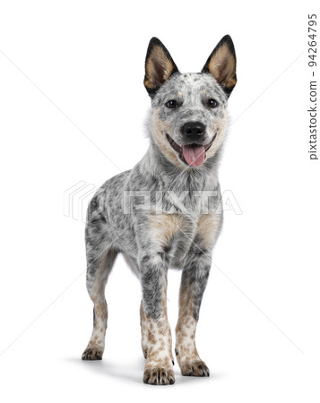 Cattle dog on white background Cattle dog on white background 94264795