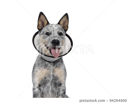 Cattle dog on white background 94264800