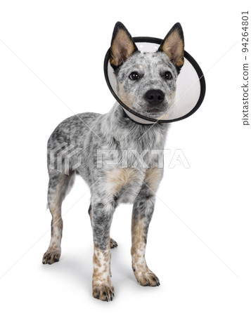 Cattle dog on white background 94264801