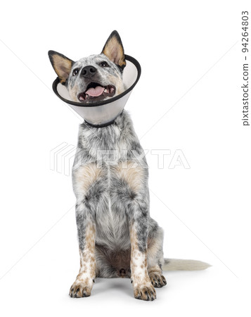 Cattle dog on white background Cattle dog on white background 94264803