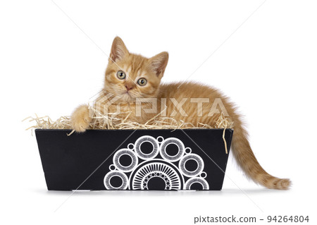 British Shorthair cat on white background British Shorthair cat on white background 94264804