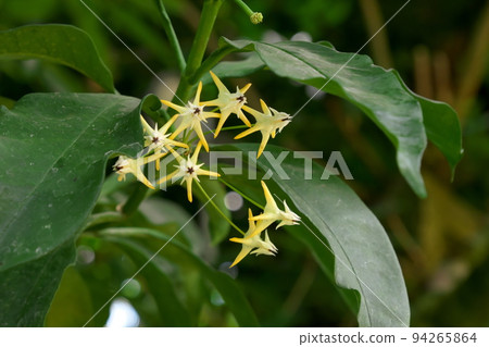 霍亞 Murchirola 花 霍亞 Murchirola 花 94265864