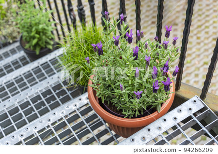 Lavender growing in pot on the stairs. Urban garden with flowers and herbs for cooking. 94266209