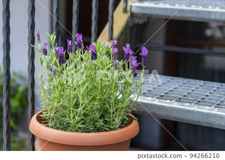 Lavender growing in pot on the stairs. Urban garden with flowers and herbs for cooking. 94266210