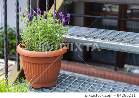 Lavender growing in pot on the stairs. Urban garden with flowers and herbs for cooking. 94266211