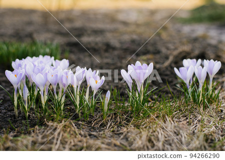 Spring crocus flowers bloom in the garden Spring crocus flowers bloom in the garden 94266290