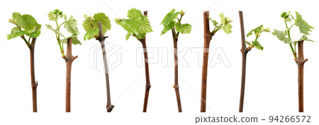 Seven young shoots of grapes on white. Side view. Seven young shoots of grapes on white. Side view. 94266572