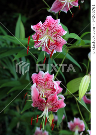 Lily flower Lily flower 94266761