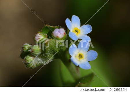 Small flower of cucumber 94266864