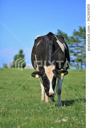 Ranch landscape-Holstein cow 94266909