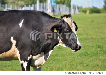 牧場景觀-荷斯坦奶牛 牧場景觀-荷斯坦奶牛 94266921