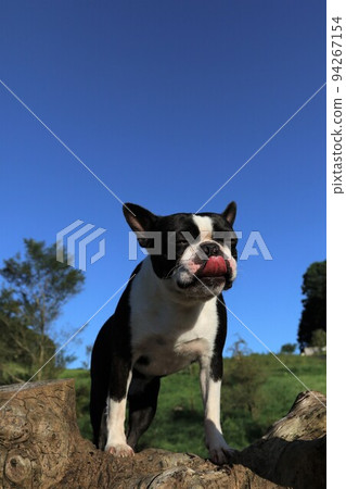 Mighty, a Boston terrier who climbed a tree in Aigo, Hatoyama, which was selected as the happiest town in Japan in 2022♡ Mighty, a Boston terrier who climbed a tree in Aigo, Hatoyama, which was selected as the happiest town in Japan in 2022♡ 94267154