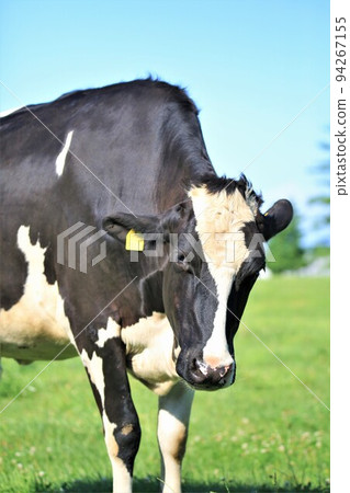 Ranch landscape-Holstein cow Ranch landscape-Holstein cow 94267155