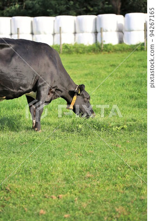 Ranch landscape-Holstein cow Ranch landscape-Holstein cow 94267165