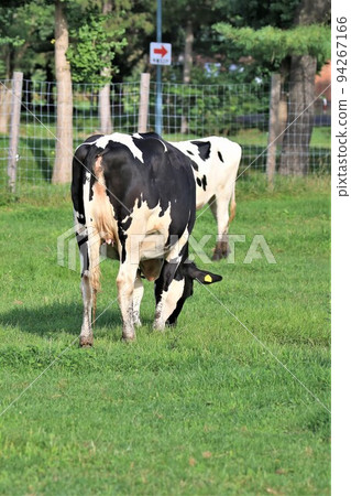 Ranch landscape-Holstein cow Ranch landscape-Holstein cow 94267166