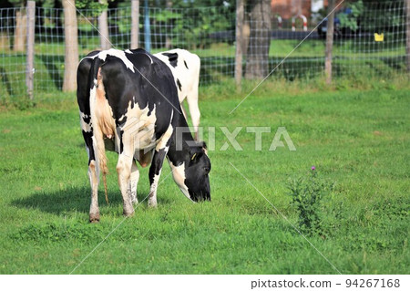 Ranch landscape-Holstein cow 94267168