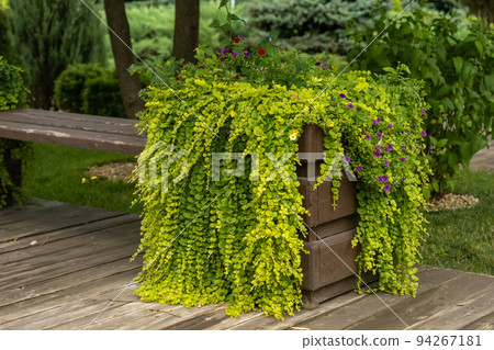 An elegant flower bed with climbing plants in the interior of the garden. Stylish green decoration An elegant flower bed with climbing plants in the interior of the garden. Stylish green decoration 94267181