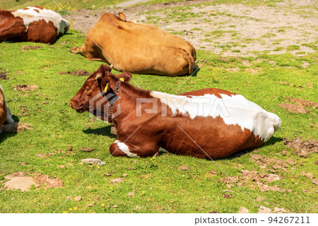 Brown and White Dairy Cows with Cowbell on a Mountain Pasture - Alps Austria Brown and White Dairy Cows with Cowbell on a Mountain Pasture - Alps Austria 94267211