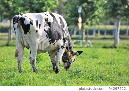 Ranch landscape-Holstein cow 94267222