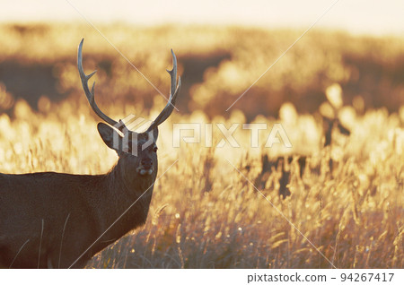 Male Yezo deer and Japanese pampas grass dyed in the sunrise (Hokkaido) 94267417