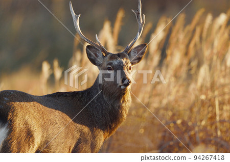 雄性野左鹿和日出染成的日本蒲葦(北海道) 雄性野左鹿和日出染成的日本蒲葦(北海道) 94267418