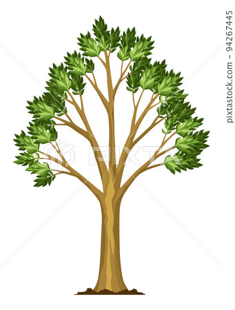 Stage of tree growth. Large tree growth with green leaf and branches. Illustration of business cycle development Stage of tree growth. Large tree growth with green leaf and branches. Illustration of business cycle development 94267445