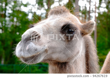 camel portrait. Arabian brown Camel Face Close-up camel portrait. Arabian brown Camel Face Close-up 94267619